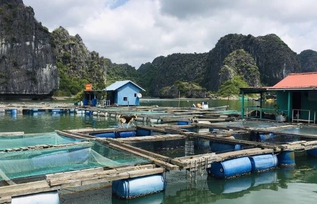 Cai Beo Fishing Village